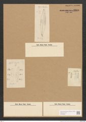 Scoliopleura sp. (de-Toni-Nr.: Genus 14) Zeichnungen Sammlung Grunow Nr. 2209 (NHMW-BOT-W0369291)